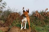 BASENJI 002